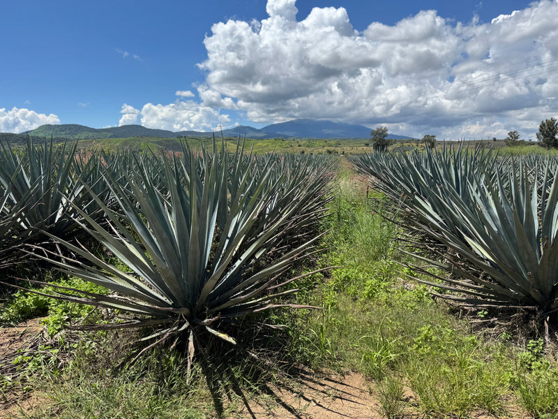 HERENCIA DE AGAVES