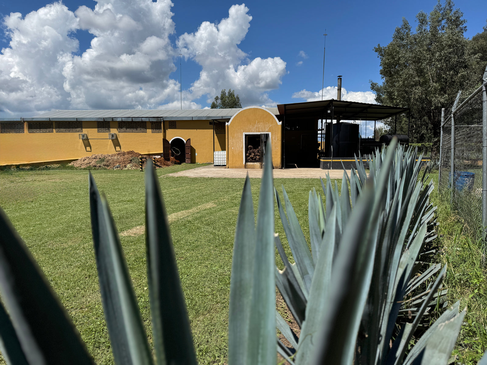 HERENCIA DE AGAVES